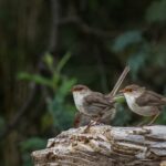 5. Klasse: Exkursion Natur- und Vogelschutz