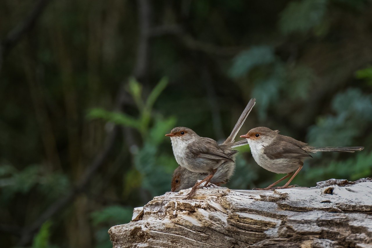 5. Klasse: Exkursion Natur- und Vogelschutz